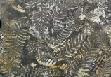 Wide Fossil Seed Fern Plate - Pennsylvania #51155-2